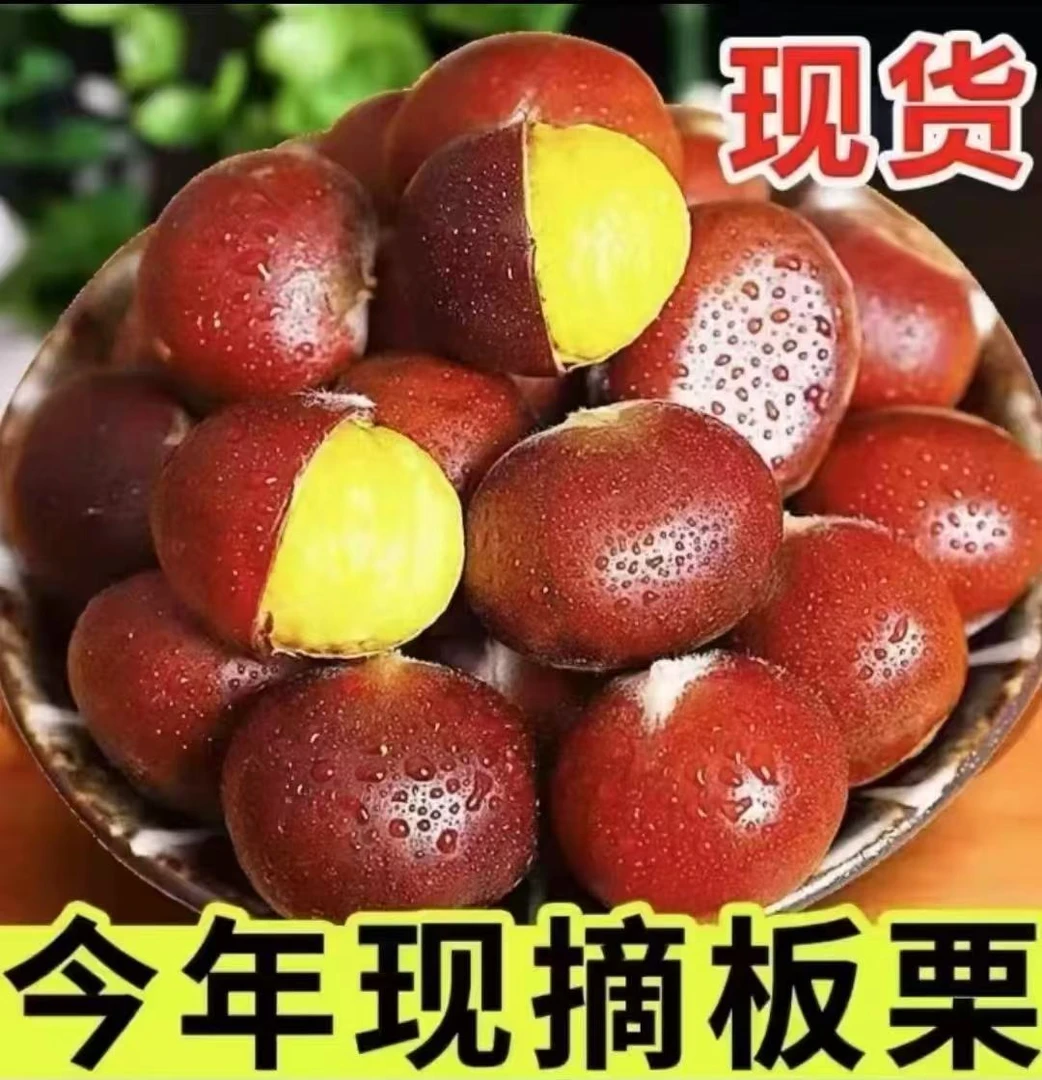 【买三斤送两斤】新鲜板栗生栗子栗粉面浓郁饱满