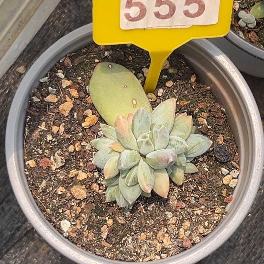 多肉植物三色美人群555