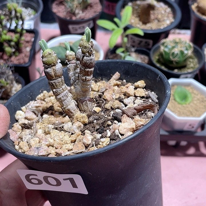 601碧光环兔子老桩