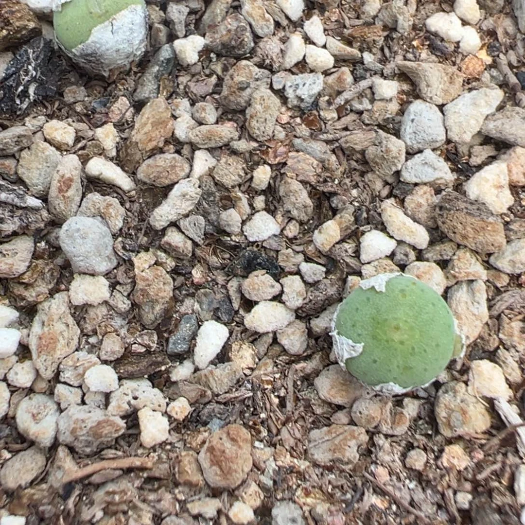 19-18量拍毛饼杂海豚嘴一颗