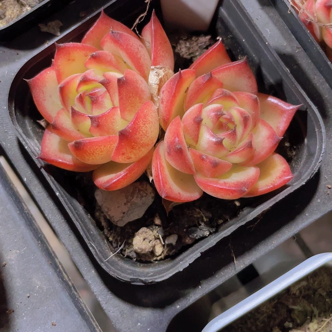 月亮石w034一物一拍