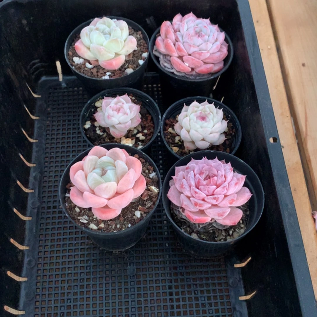 小精控多肉植物物一拍