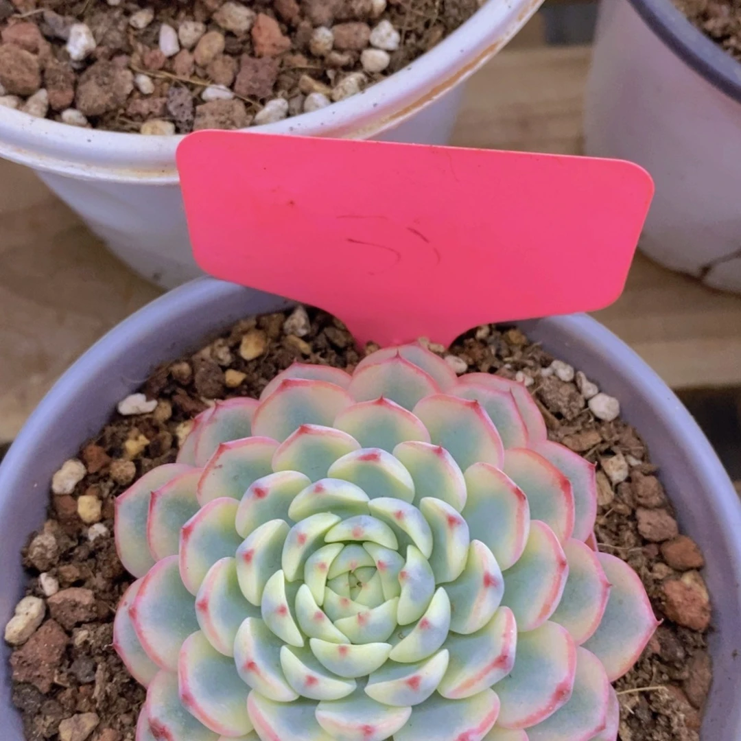 双十一专场，晚上10号