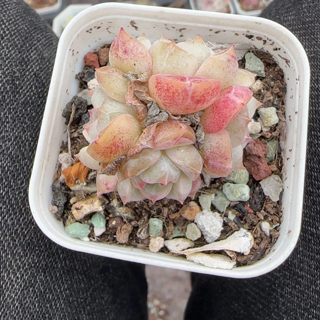 多肉小卡拉米糖心一物一拍