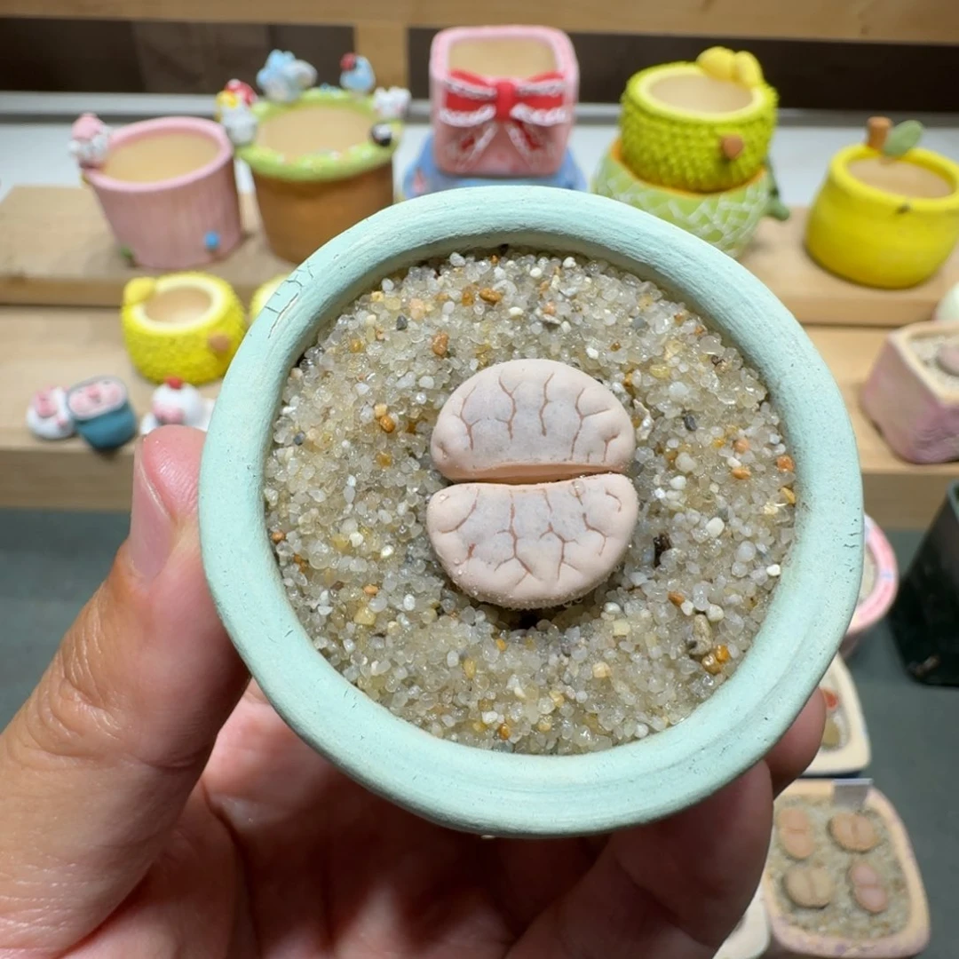 蘑菇218荒玉荒玉