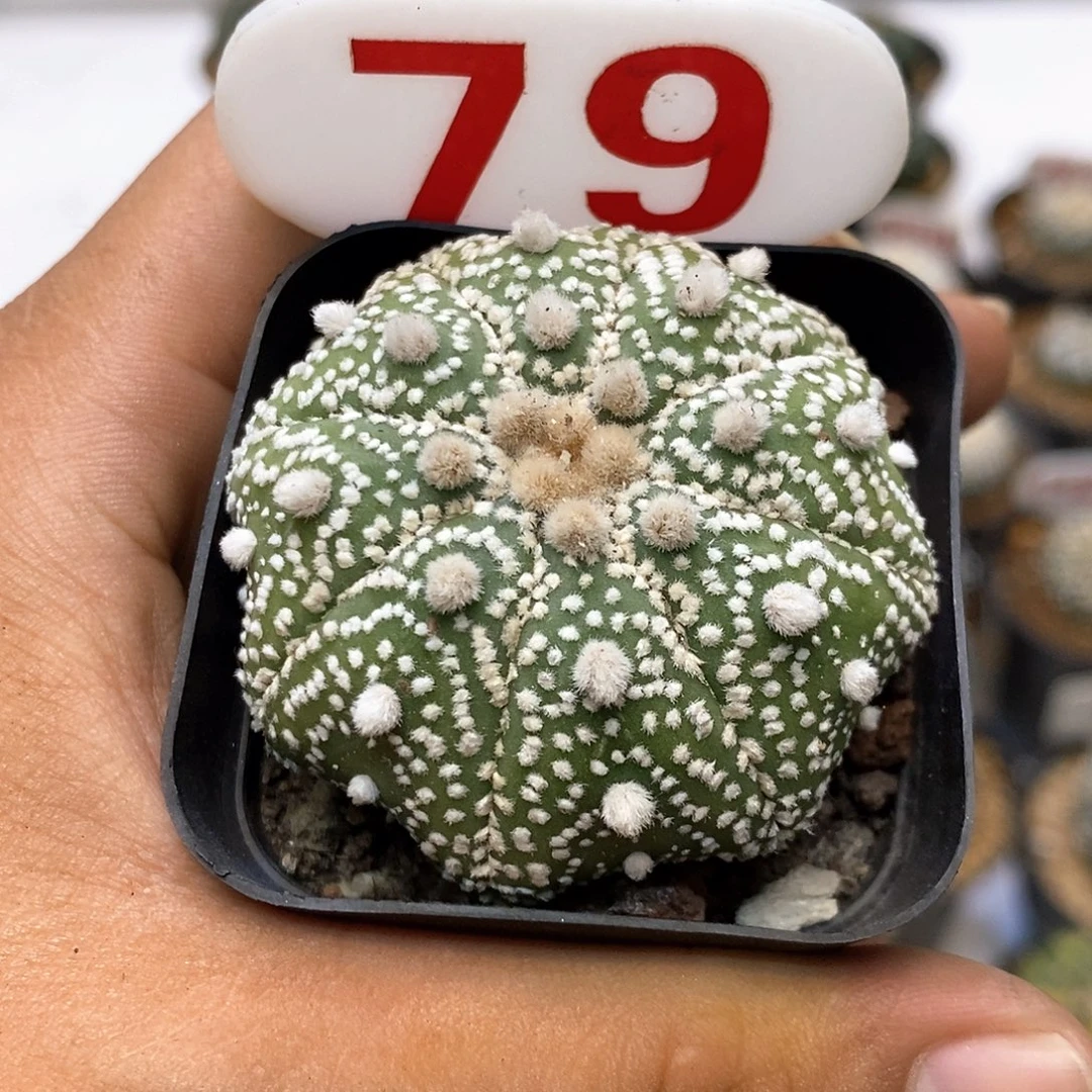 79福利特价来了哦耶心