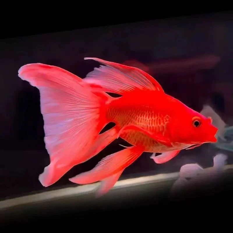 台湾蝴蝶鲤球体短身大鳍长尾红色贵妃冷水观赏鱼苗活体