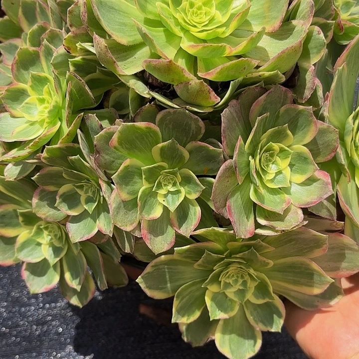 只****多肉植物福利915个