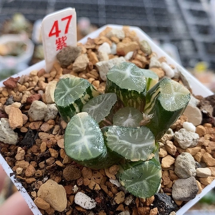 47玉龙万象锦一物