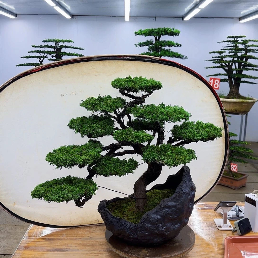 无花朵盆景直播间一物一拍