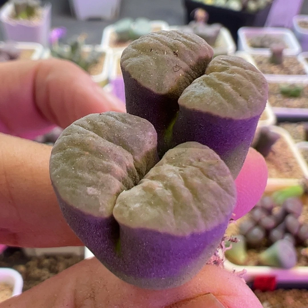 ****4专拍专拍 肉锥植物