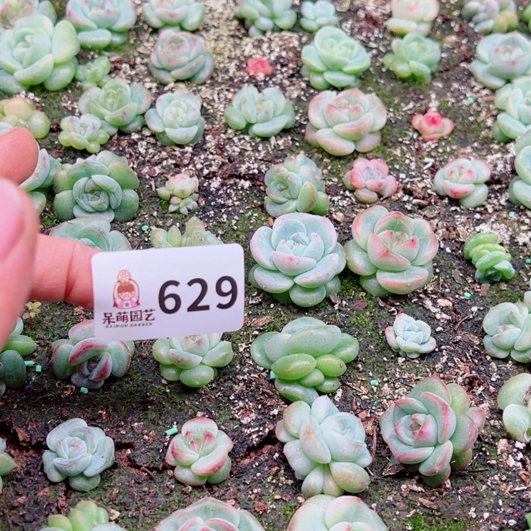浅***浅多肉植物多肉植物