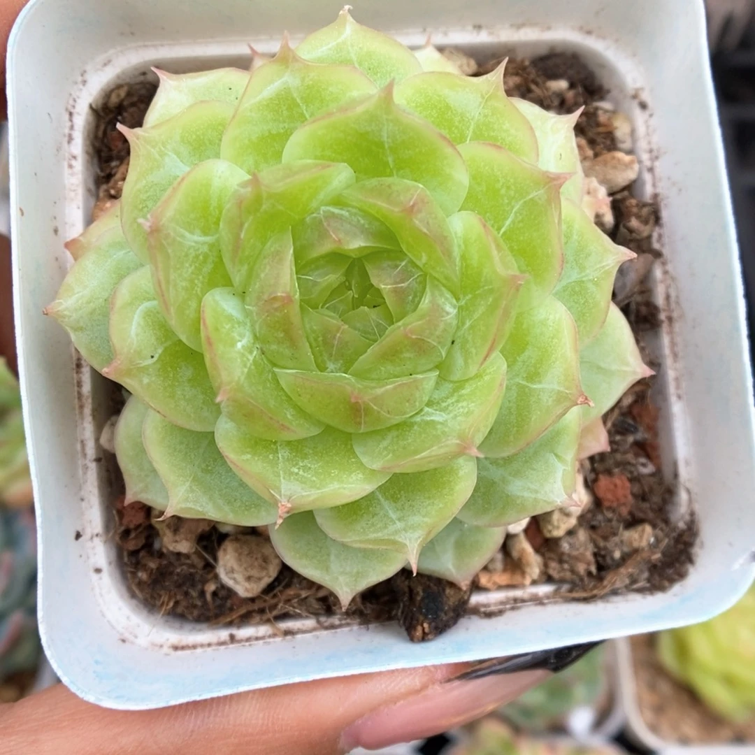 蔷薇珍妮可拍956号