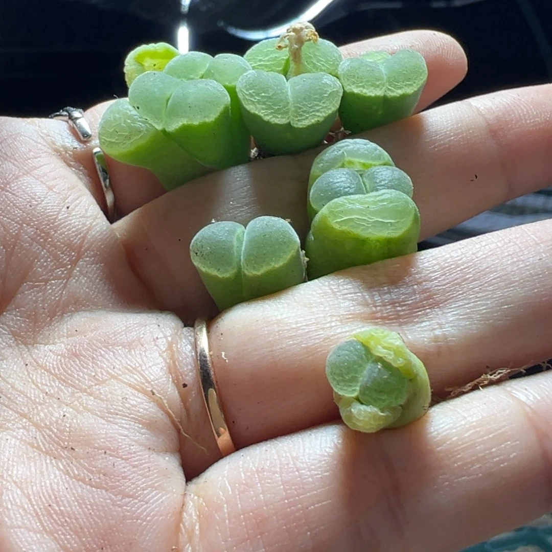 妮*塔绿c10杂多肉