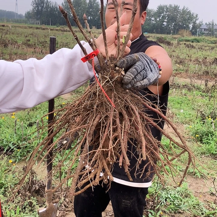 当前无花朵，栽培后可花朵首暗红47