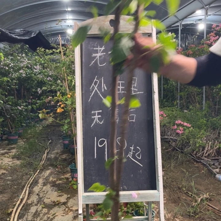 无花朵三角梅三角梅906