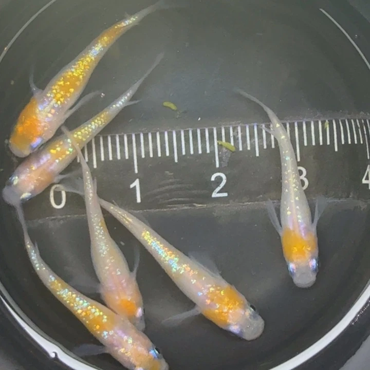 青鳉鱼王华3号青鳉