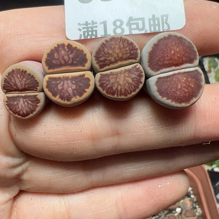 【闪购商品】伊*653……