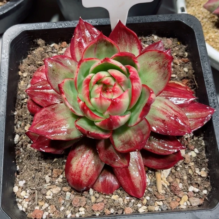 花***～惊鸿仙子多肉植物A105