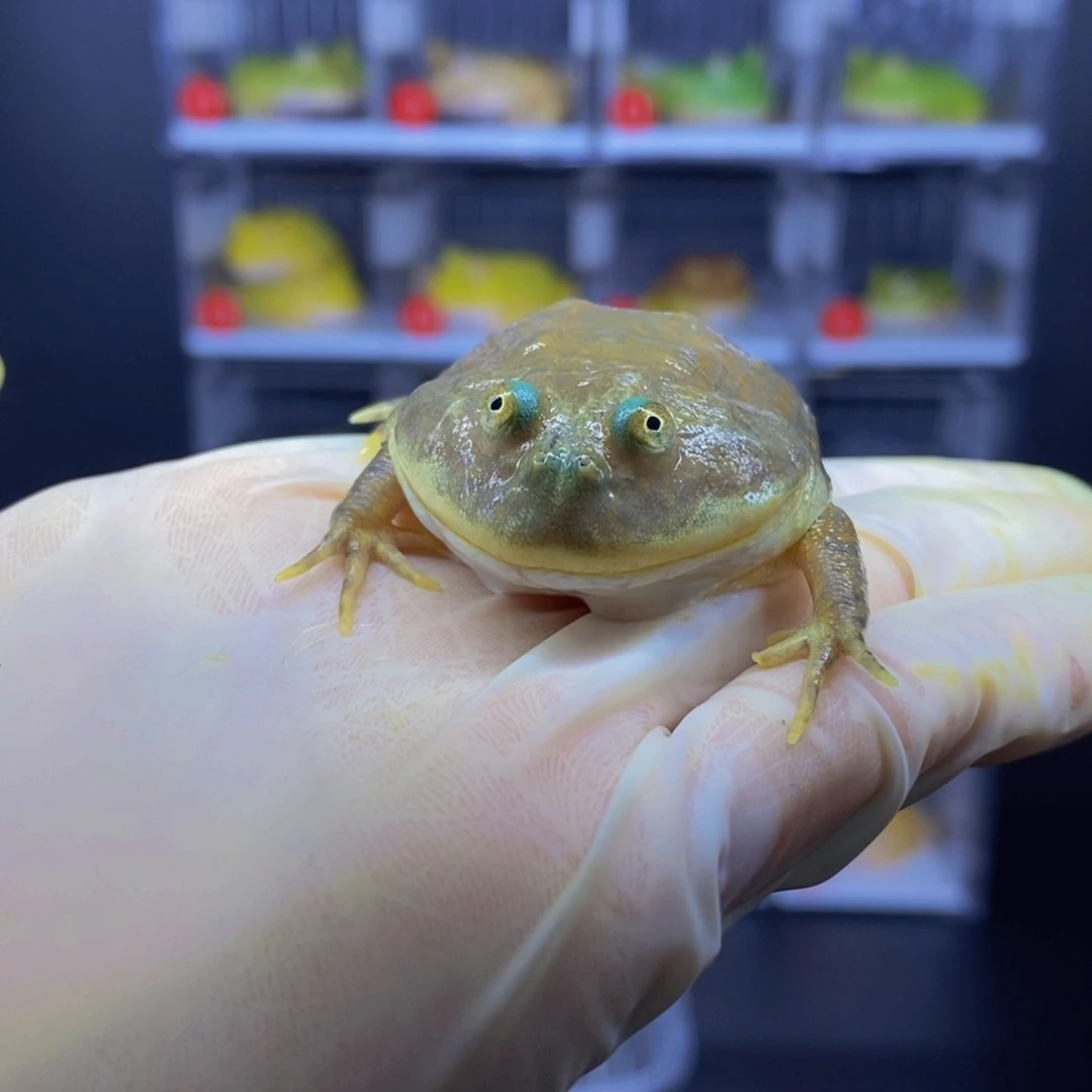 角蛙小丑子一只可爱的。