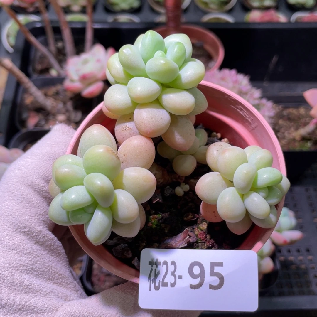 花利美23-95洛神群