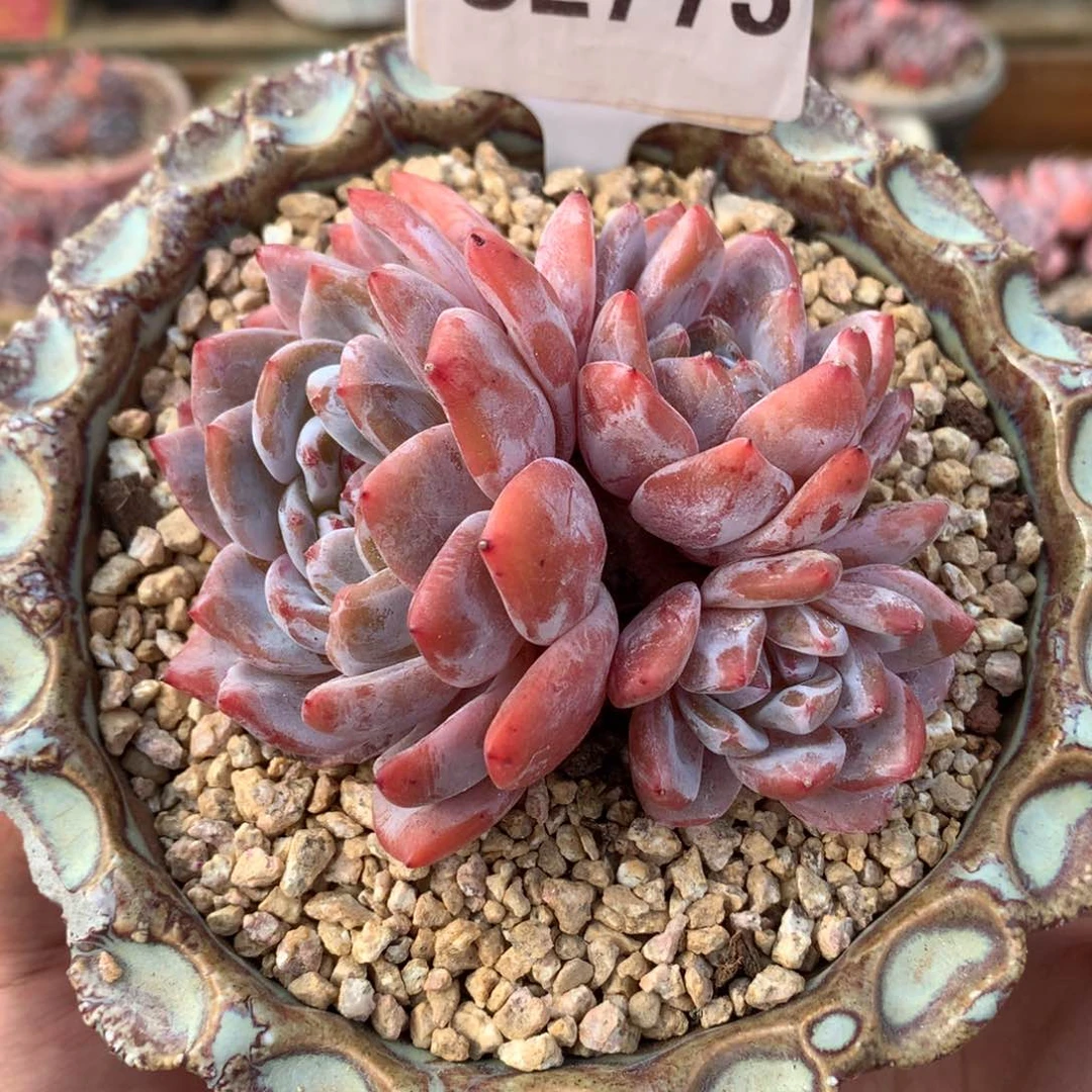 S2773 橙子老桩无砍 9cm