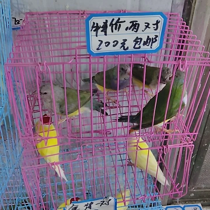 开***人文鸟特价绿背两对包活到家收到货拍开箱视频