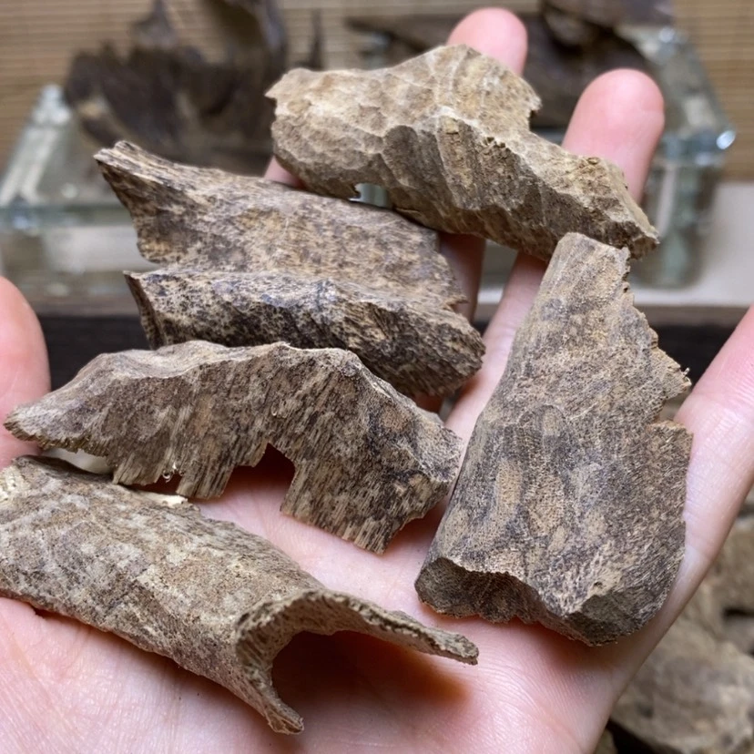 【闪购商品】芽庄10克鸡母虫