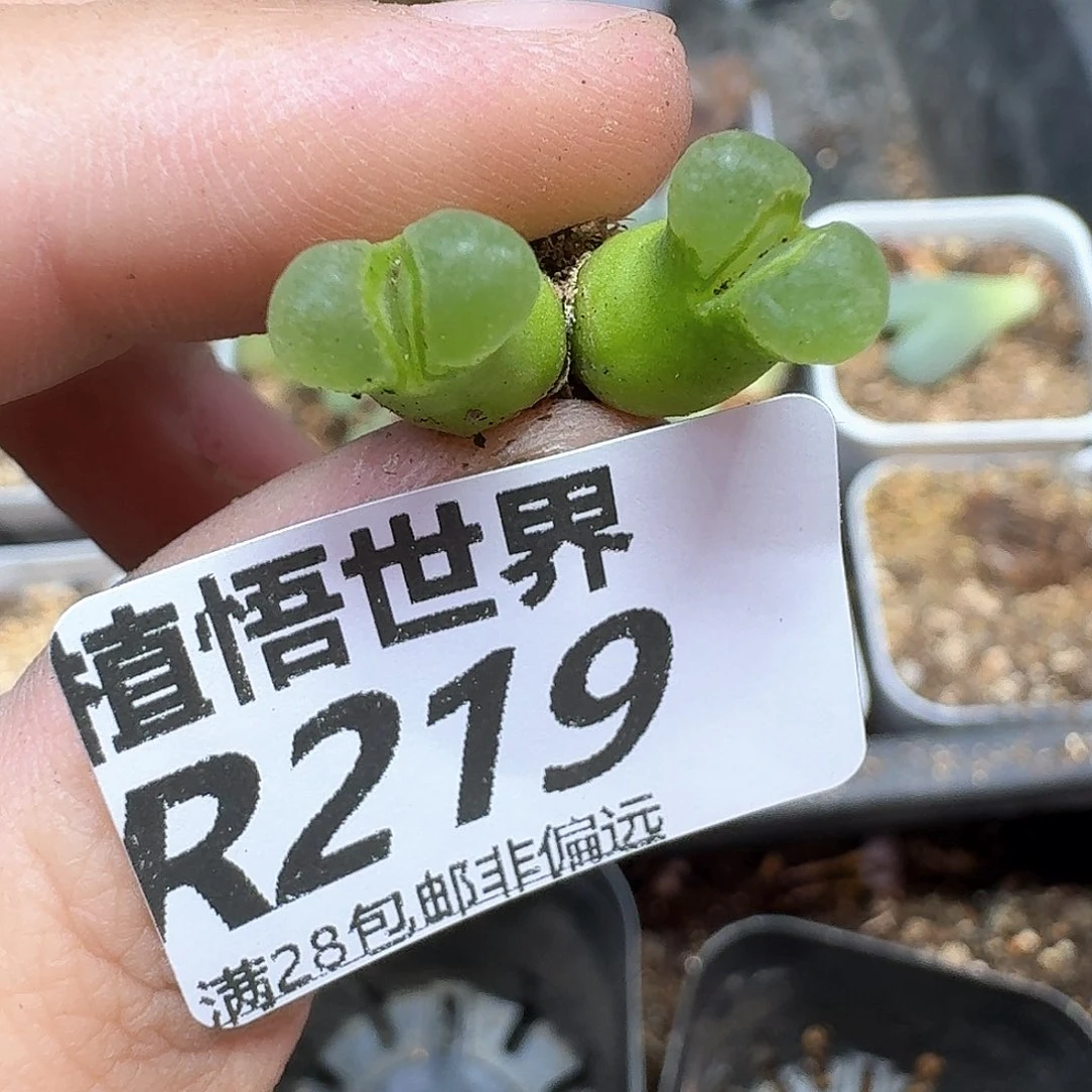多肉植物的润泽drzw
