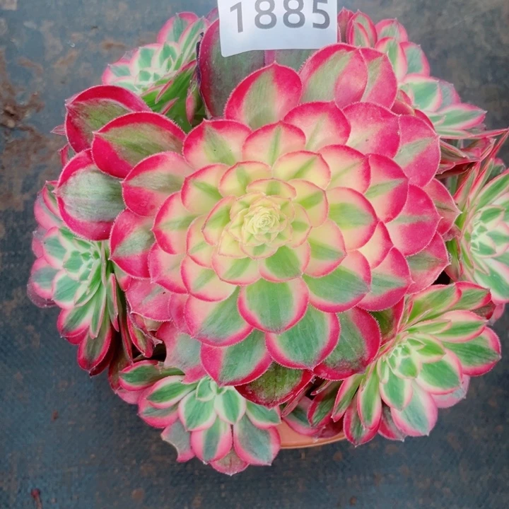 新品孔雀翎多肉发货