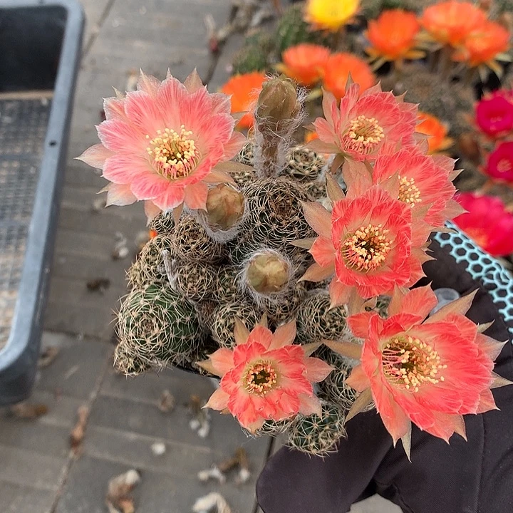 698 侧芽自根丽花6厘米盆群