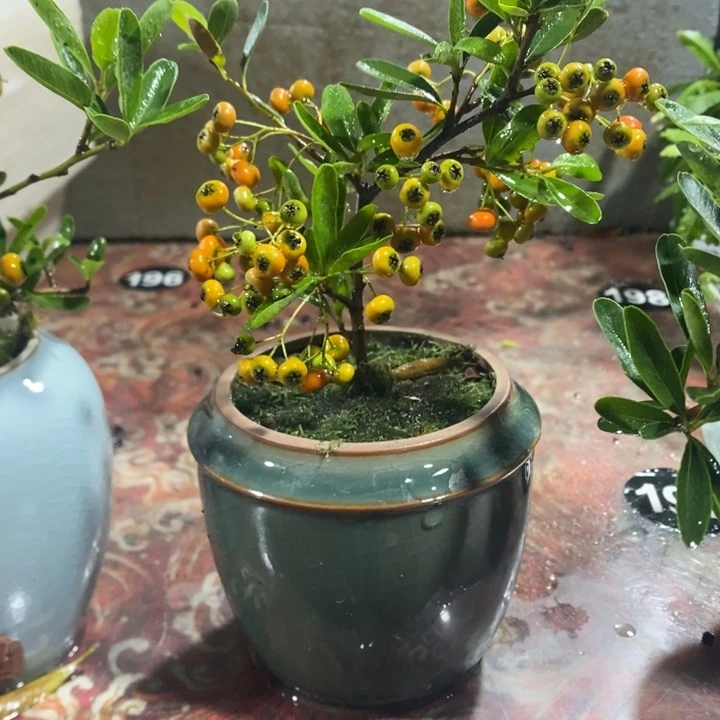 m***o无花朵退款拉黑拉黑161