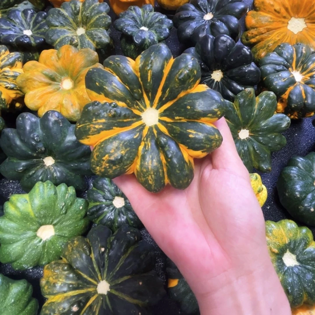 X***丶墨西哥文玩葫芦很好看