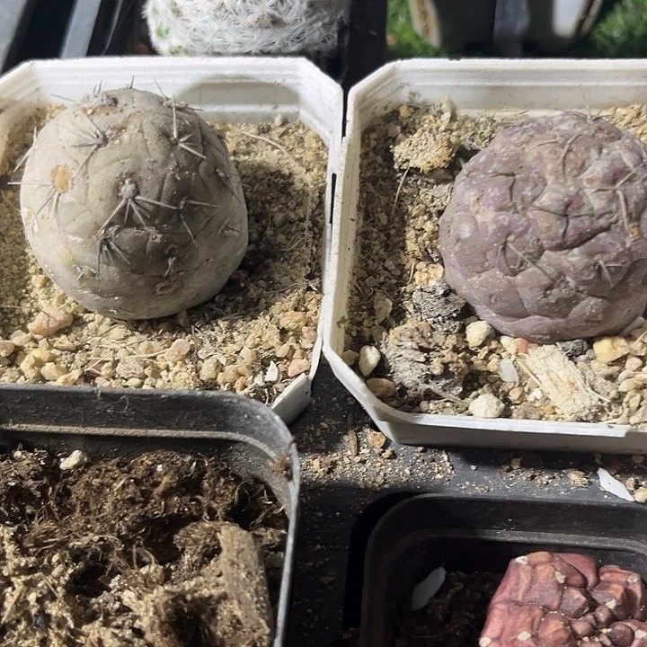 单头习志野zzzzzzzz