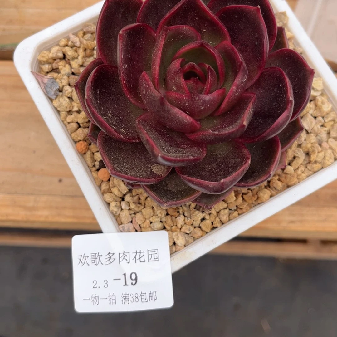 爱****儿2.3-19红灯单头