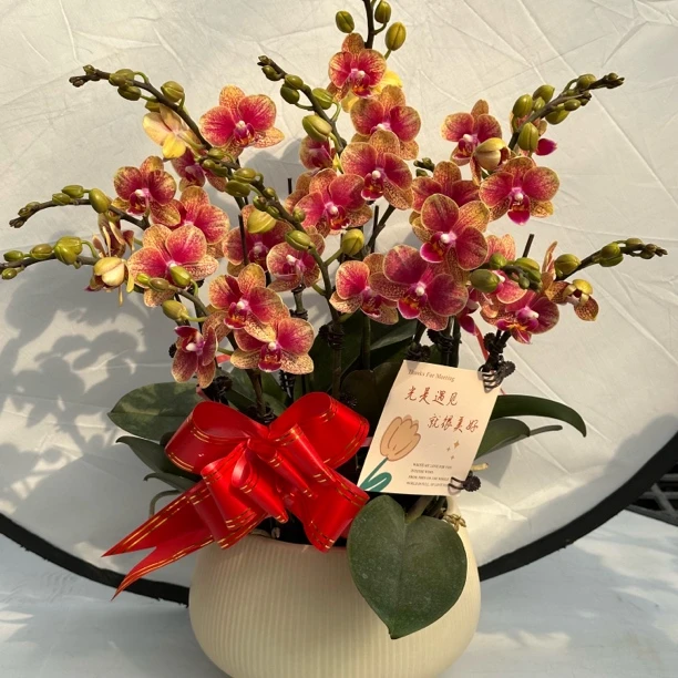 【金蝶2】蝴蝶兰懒人花 室内花卉 花期长 好养活