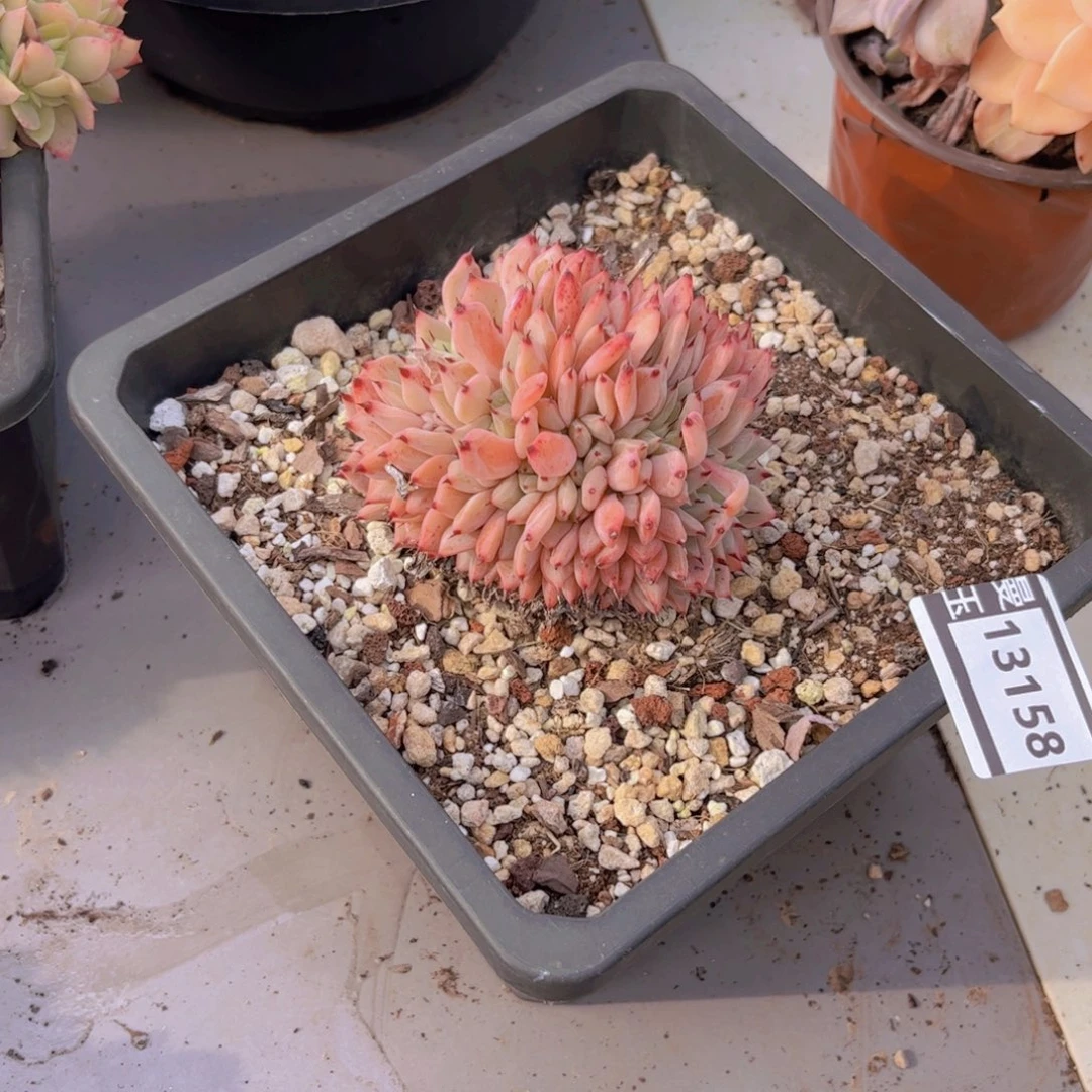 绿爪缀多肉植物13158