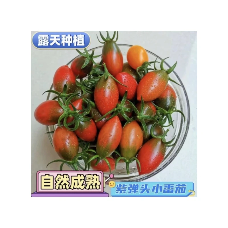 紫弹头小番茄圣女果新鲜樱桃西红柿应季孕妇水果酸甜多汁坏果包赔