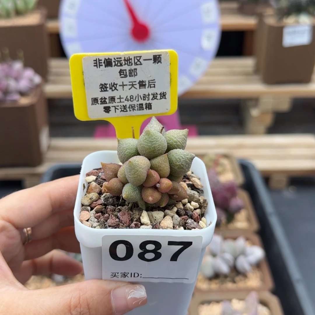087小辣椒多肉植物