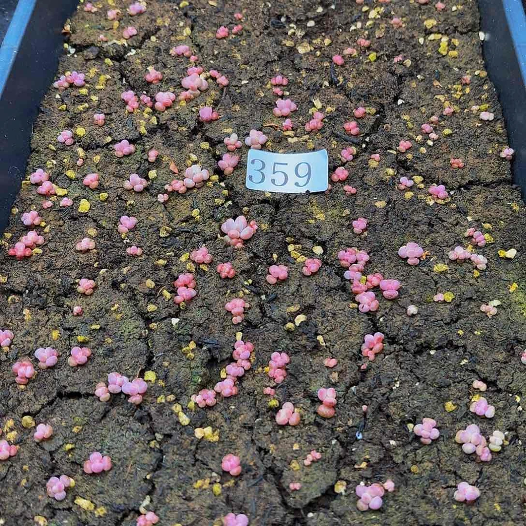 多肉植物多肉植物359