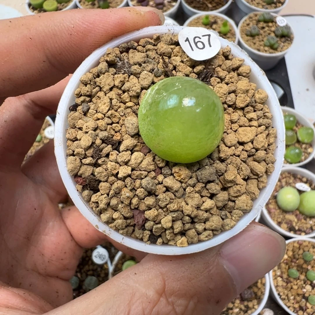 汉***哭灯泡一颗脱土167000