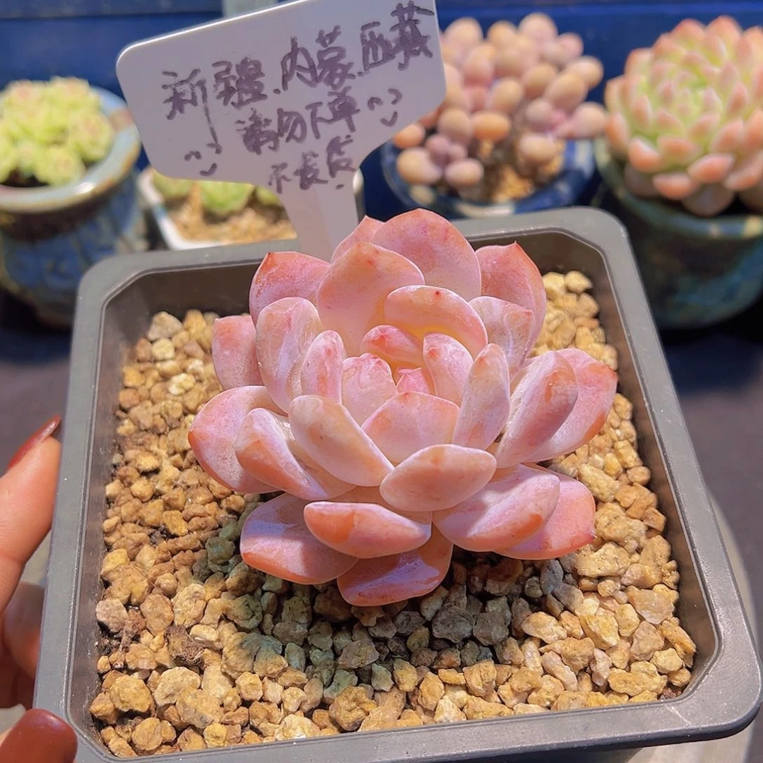 韩橙，脱土发货……