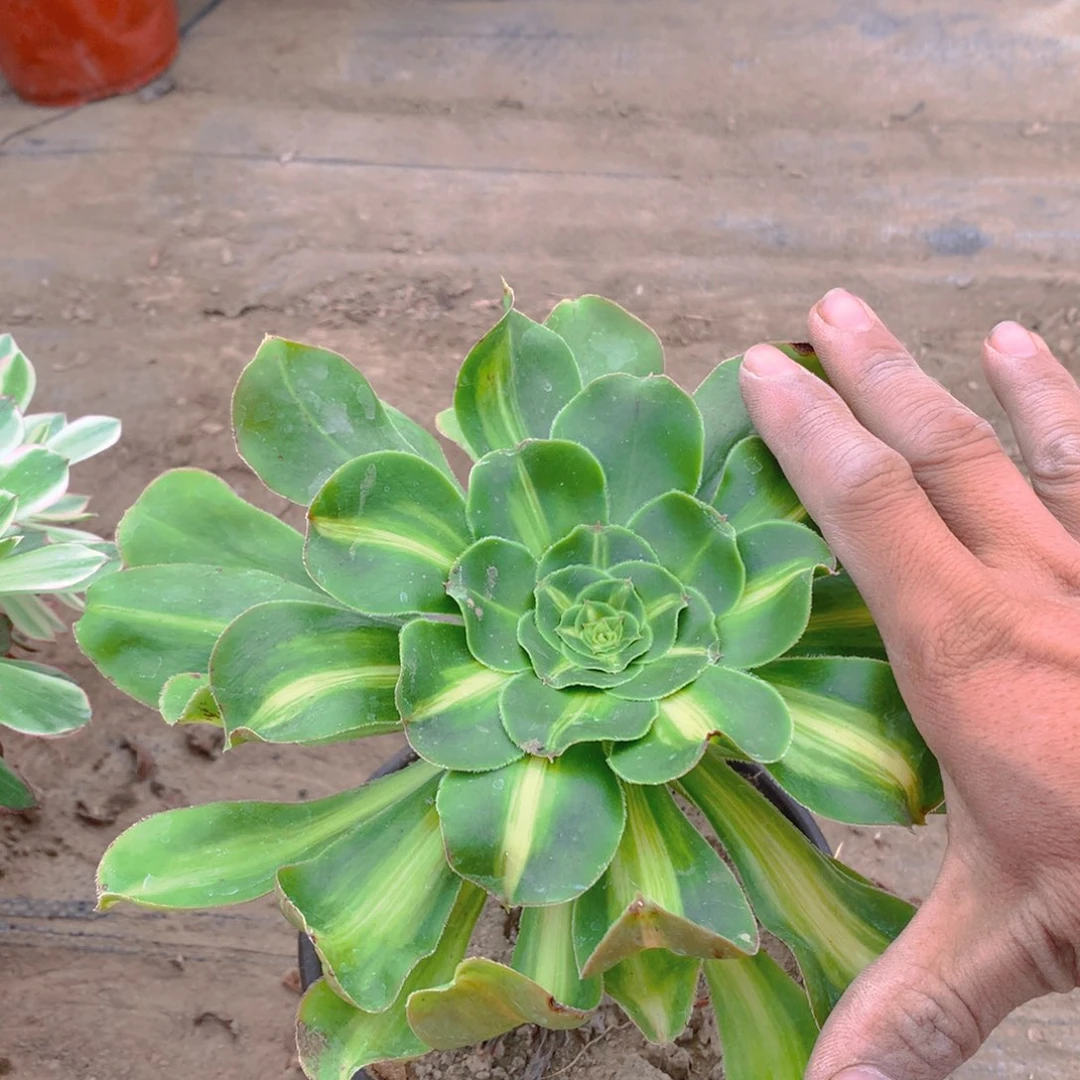 暴君多肉植物老桩单头