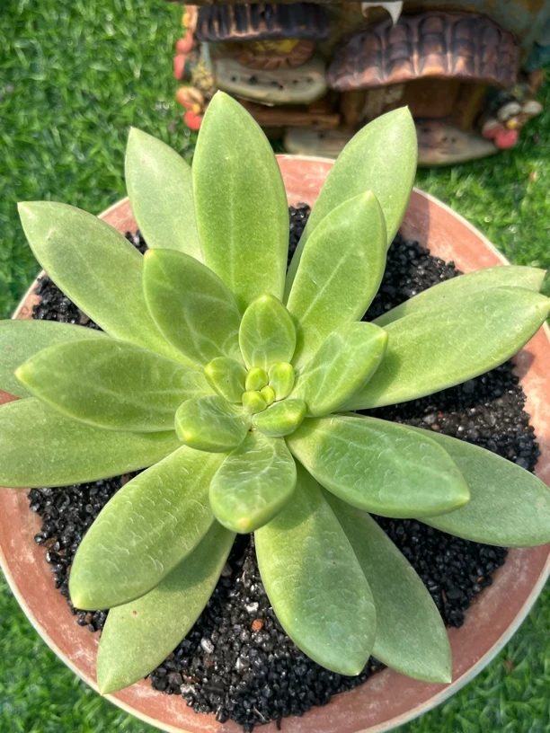 小火祭多肉植物好养好活是阳台庭院必备绿植
