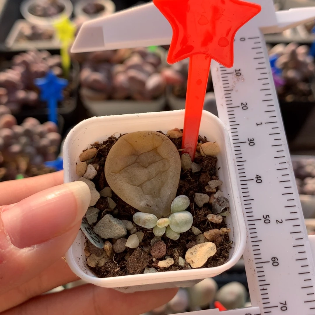 黄油油煎奶酪多肉植物