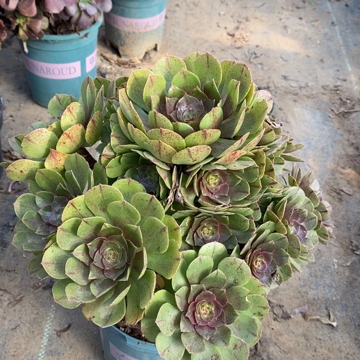 万拉丝多肉植物26