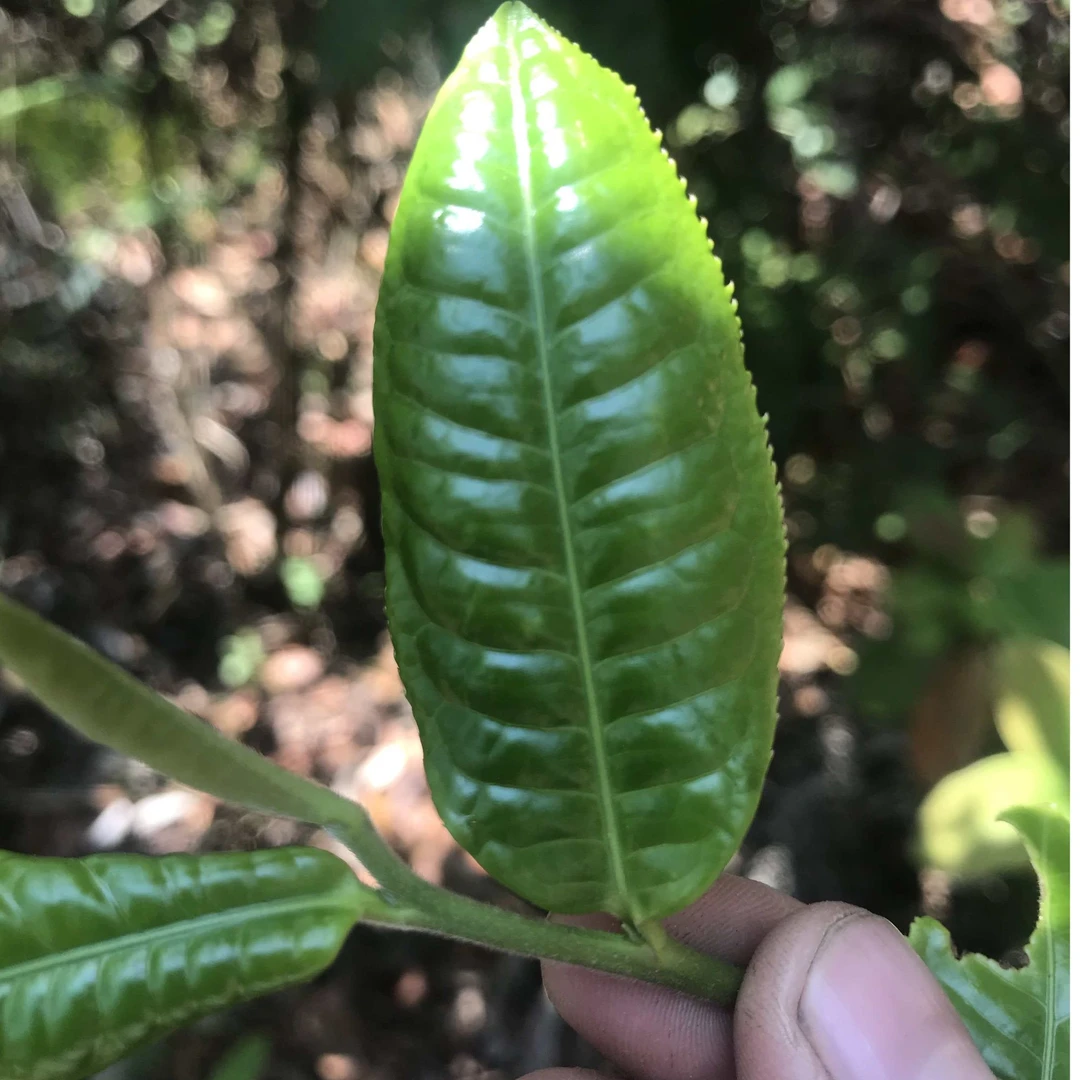 2025年迷帝森林老树茶 200g 生茶