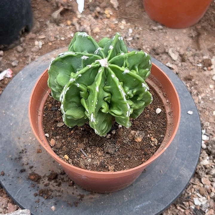 无花朵核桃弯凤玉一个一一一一