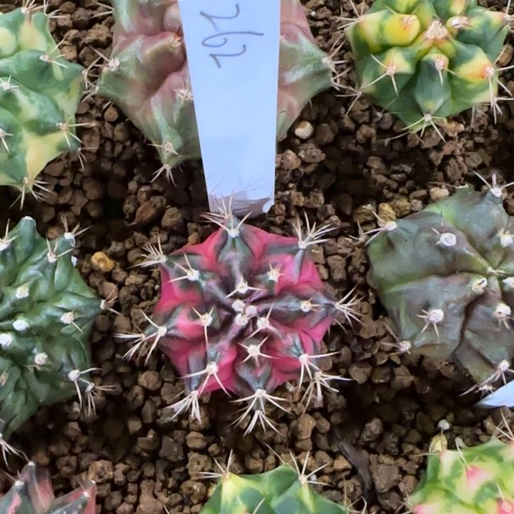 262-0120泰国发货多肉