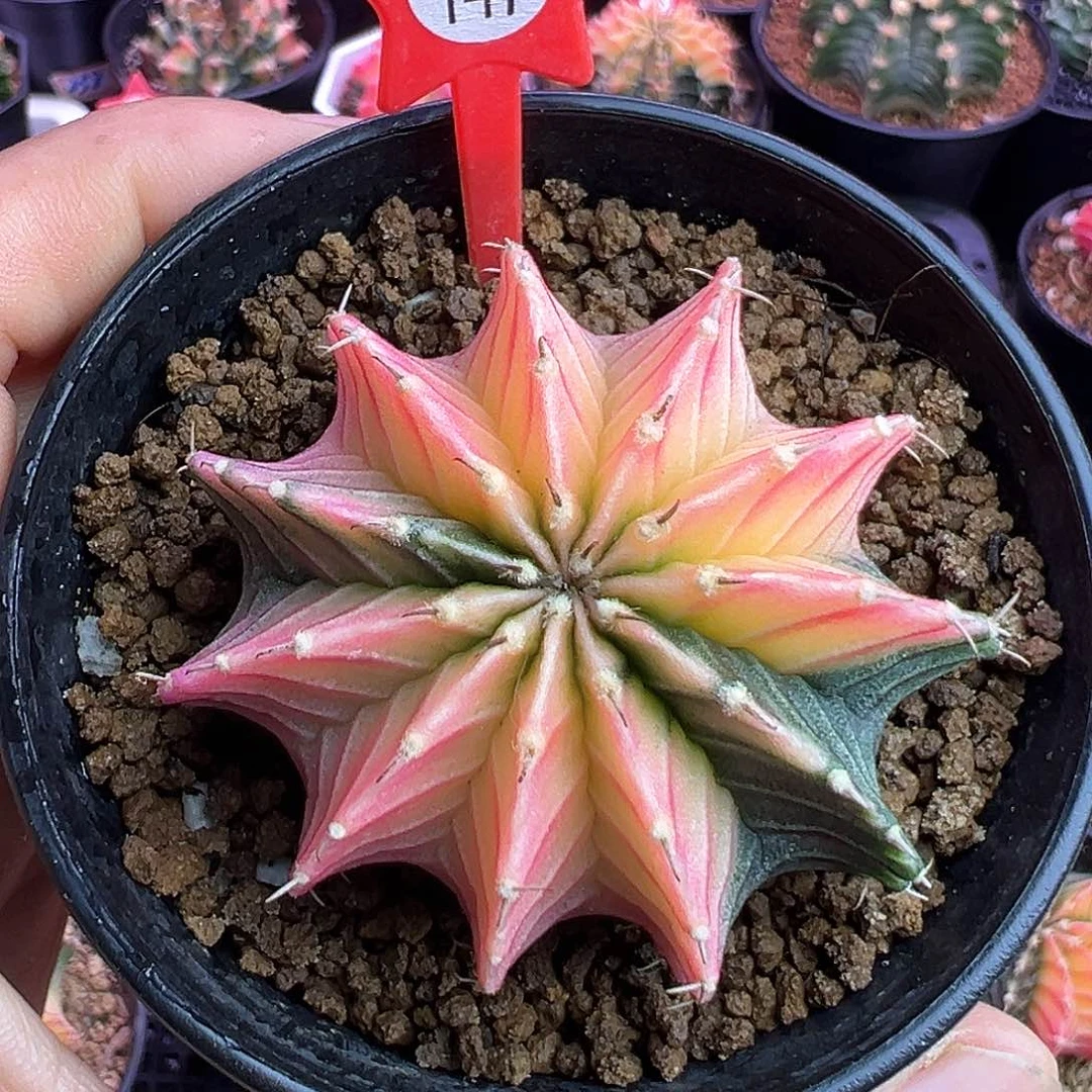 1-147肋骨锦不周正特价5.2厘米